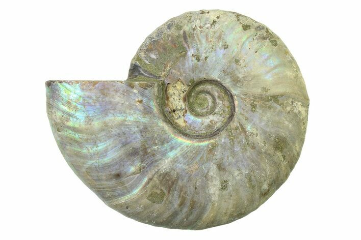 Silver Iridescent Ammonite (Cleoniceras) Fossil - Madagascar #327736